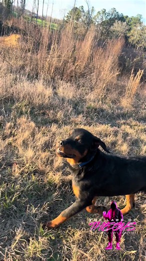 This my buddy he goes wherever I go on the land he makes sure he’s by myside always #rottweiler #rott #puppy #pup #dog