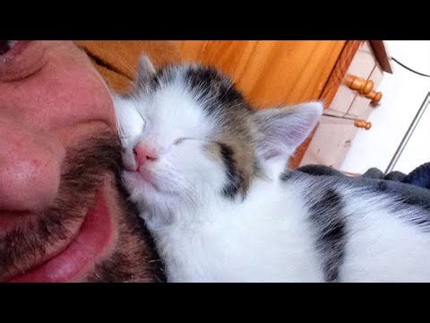 Which cats like using your face as a pillow at night