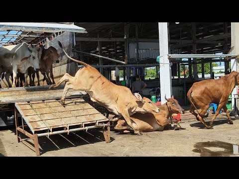 Scene of cows jumping off a tractor, falling in the hot sun, and calves fainting.