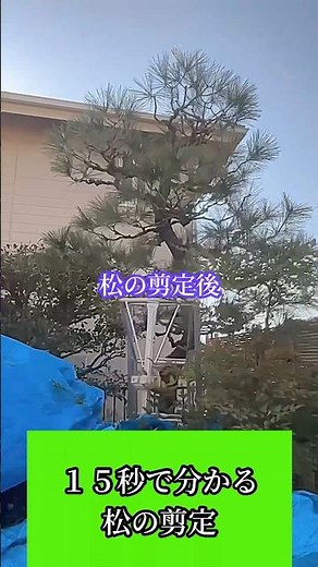 【１５秒で分かる】簡単な松の剪定方法
