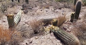 CACTI CHAOS: Severe damage to Saguaro Cacti reported at Saguaro National Park
