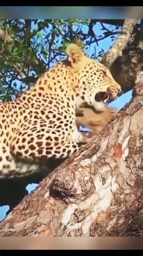 Hadzabe Traditional Tiger Hunting | जंगल में आदिवासी तीर से शेर का शिकार 🏹🐅😲#hadzabe #tigerhunting