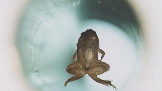 The Bizarre 1997 Experiment That Made A Frog Levitate
