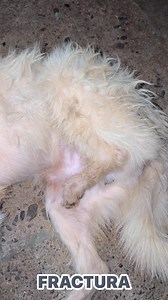 🚨🚨🚨 ACTUALIZAMOS! Es perro y tiene 3 pedazos el hueso de su pata de atrás… Una motocicleta le paso tirando en la carretera, frente a la discoteca “PALADIUM”. 😞 Es un indefenso perrito que pasaba por el lugar y dicen que un joven ebrio en moto ruidosa quiso hacer una maniobra para asustarle pero como iba borracho le pasó encima, se cayó y fracturó al perro, aquí hay más personas viendo el caso y al perrito le dejaron tirado, venimos y le trasladaremos a #ElRefugio 😔 Quizá puedan apoyarnos co