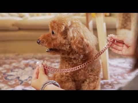 Cuban Link Dog Collar - The Most Luxurious Iced Out Diamond Chain Jewelry for Pets! | iTrenDee.com