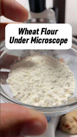 Flour Under the Microscope!