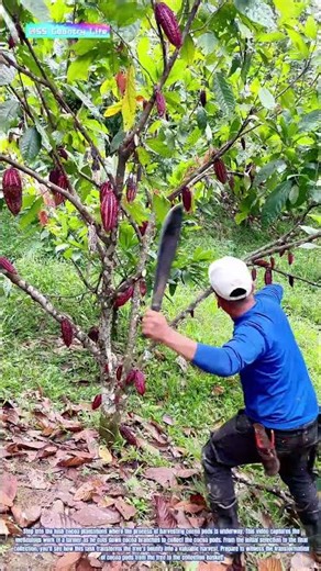 Harvesting Nature's Bounty: Collecting Cocoa Pods