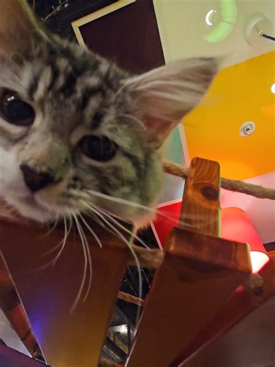 Simply Glyenne (@simplyglyenne)’s videos with Milkshake Meow Poku - PokuMeow