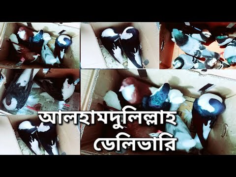 আলহামদুলিল্লাহ ডেলিভারি ভিডিও যোগাযোগ সুধু মাত্র/ WhatsApp বা imo তে : +8801537710509