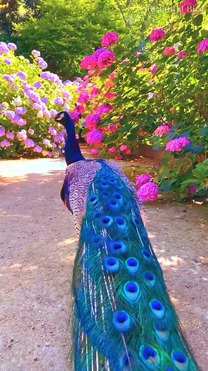 17K views · 1.9K reactions | A dance of colors, a symbol of elegance. ✨連 | Beautiful Bird | Facebook