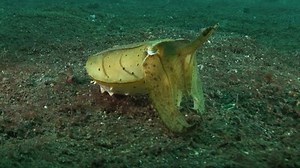 Yellow Cuttlefish Stock Footage Video (100% Royalty-free) 1572889 | Shutterstock