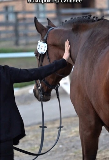 Exploring Equestrian Sports: Jumping and Dressage