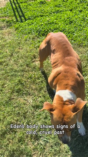 Beautiful Eden. Where to begin. Eden’s body shows the signs of a terrible past. She has scars on her chest and face. Her body suggests every reason for her to be angry at the world and at the people who have put her in her position. Yet, she chooses love. She chooses kindness. She could be a lesson for us all. Eden loves to be by your side and will curl up in your lap if you will allow her. She’s a decent leash walker and does well with other pups- particularly calmer dogs right now. Could you b