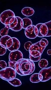 Genetic Anomalies: The Hidden Evolution of Humanity #genetics #anomalies