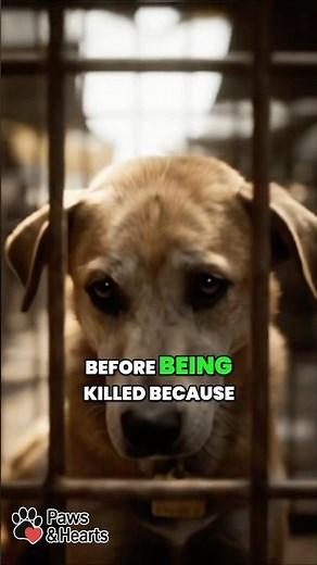 Inside China’s Dog Meat Horror – The Truth Revealed