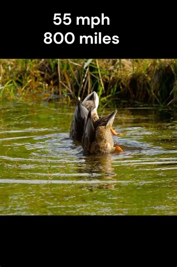100 MPH DUCK?! Mallard Facts & Secrets