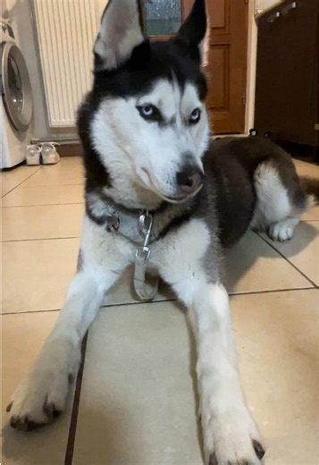 Câinele meu urs: Luna, husky-ul adorabil