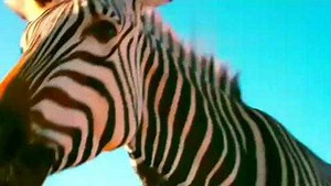 《神奇的地球》纪录片，带你感悟大自然的美