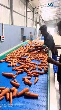 Fruits & Vegetable Washing Line,Automatic Vegetable Processing Line #fruitandvegetable #bubblewasher