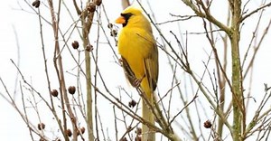 ‘One in a million’ yellow cardinal spotted in Alabama