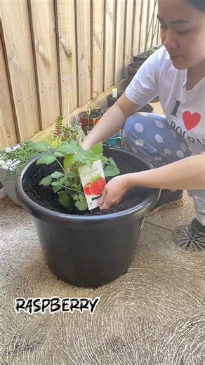 Raspberry 🌱 Use a well-draining, loamy potting mix rich in organic matter, and place the pot in a location receiving at least 6-8 hours of full sun daily. Water consistently, keeping the soil moist but not waterlogged, and apply a balanced organic fertilizer in the spring and when fruit begins to form. 💚 #gardening #raspberries #berries #plants #fruits #contentcreator #fyp | Simply Tine