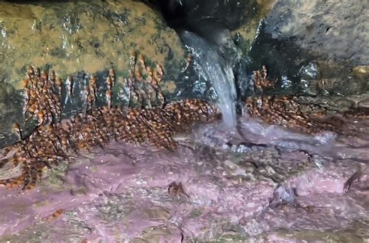 Thousands of climbing catfish filmed scaling waterfalls