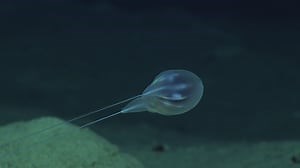Video: Researchers released stunning images of deep sea creatures, including some that don’t even have names
