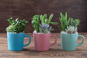 17 Unusual Gifts for Gardeners of All Levels