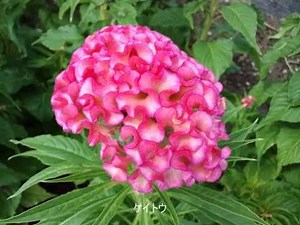 「海」♪松原遠く消ゆるところ ☆８月の花たち