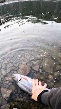 Good Vibes Only! It’s over 20” Rainbow Trout but I’m releasing it back for someone else to catch.