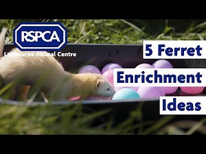 5 Ferret Enrichment Ideas
