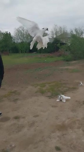 Majestic White Pigeon in Flight Over Colorful Flock