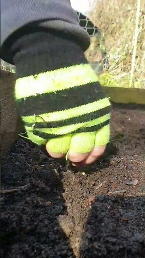 How To Grow Parsnips #garden #parsnip #growyourown #allotment