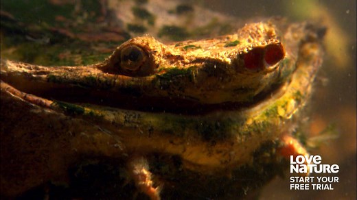 Meet the mata mata turtle...warning 'mata mata' means 'kill'... For a closer look at this amazing creature visit watch.lovenature.com | Love Nature