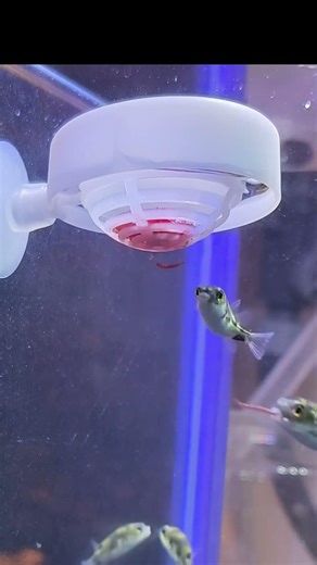 アカムシむしゃむしゃな南米淡水フグ𓆡