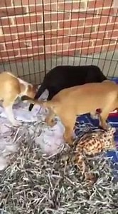 1.9K views · 93 reactions | Come on down to pet supplies plus in Ronkonkama. 11-3 today. Come fall in love. | Friends of Freddie Pet Rescue | Facebook