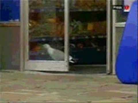 Seagull Steals Doritos