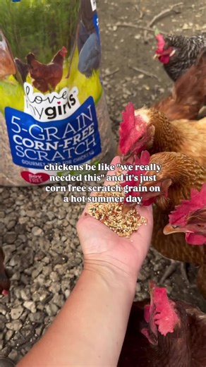i don't feed my chickens corn when it's hot out, and here's why corn is super high in energy, and when chickens digest it, it actually makes their bodies heat up from the inside that's helpful in the winter... but in the summer? not so much. #egg #backyardchickens #happiness #loveislove #chickenlady #chickenlife #home #cute #life #rurallife #farmlif #countryliving #agricultur #f#farmvibes