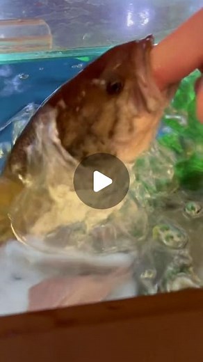 Michael Wiebelhaus on Instagram: "WHAT SHOULD WE FEED GUS NEXT? * * * #gusthebass #petbass #fishtank #bass #largemouthbass #aquarium #outdoors #fishing #nebraska"