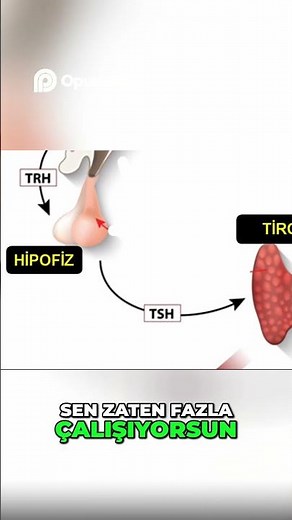 WHAT CAUSES LOW TSH? #lowtsh