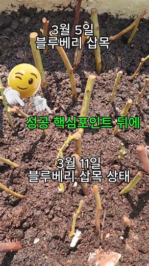 블루베리 삽목 100% 성공비법 , 삽목 성공률을 높이는 밀폐 삽목법