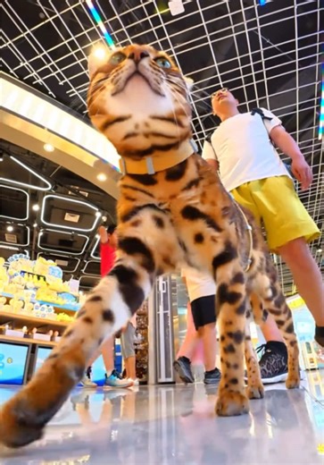 威武霸气猫的日常