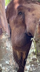 28K views · 2.2K reactions | Has anyone seen Pookie?  Mama Pookie...