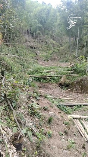 How Bamboo Is Transported Down Steep Mountains Without Roads | Traditional Bamboo Technique