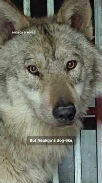 WATCH: A Wolf That Escaped A Zoo In South Korea Has Captured The Attention Of The Nation | N18S