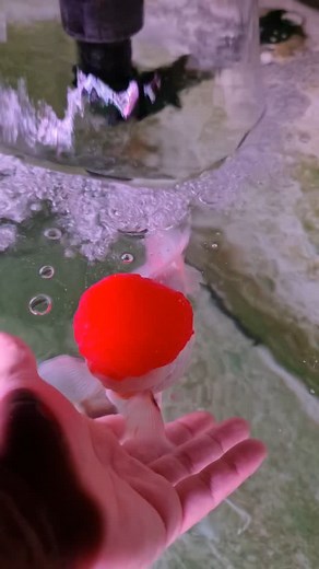 Opang Goldfish on Instagram: "ORANDA RED CAP JUMBO #goldfish #opanggoldfish #oranda #orandarw"