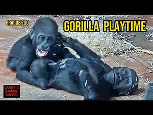 Baby Gorillas at Play 🦍 Gaia, Mobi & Ajabu in Action!