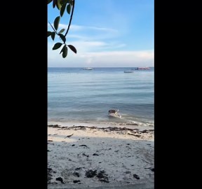Dog surfs waves on the beach in Cebu, Philippines