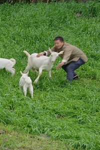 775K views · 14K reactions | A millennium-old recipe reborn: Learn how goat milk and silk intertwine with coconut oil to create magical handmade soap | Vadan Curtis | Facebook