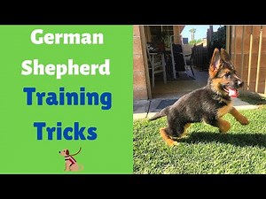 How To Teach Commands like "Sit", "Stay", and "Leave" To Your German Shepherd Quickly?